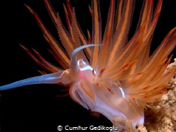 Dondice banyulensis by Cumhur Gedikoglu 